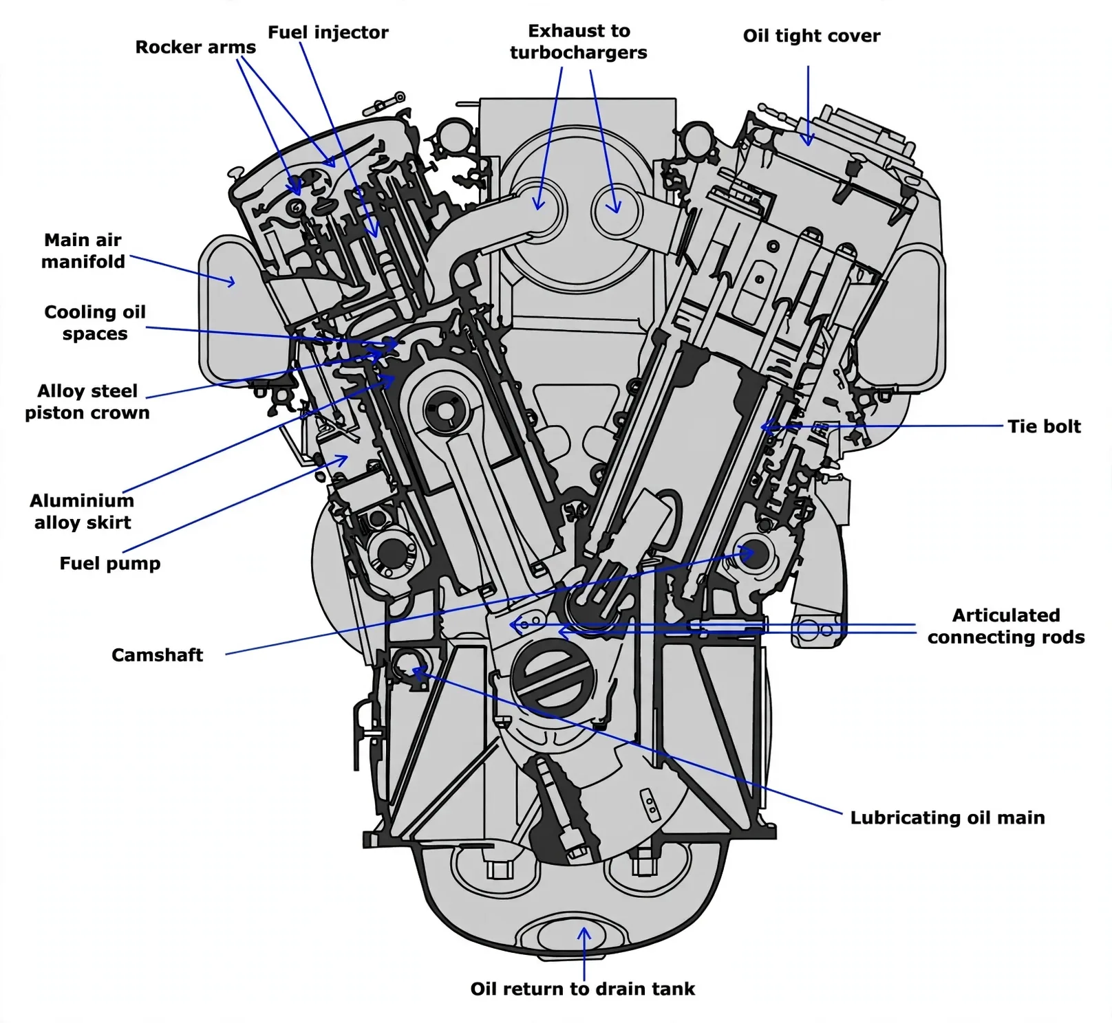 MAN vee trunk engine section with articulated rods, pistons, camshaft and lube paths
